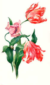 Акварельные тюльпаны