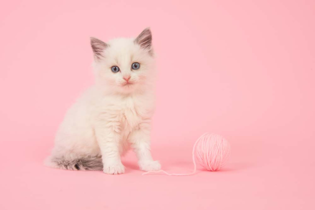 Котенок с клубочком