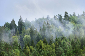 Сосновый лес в дымке