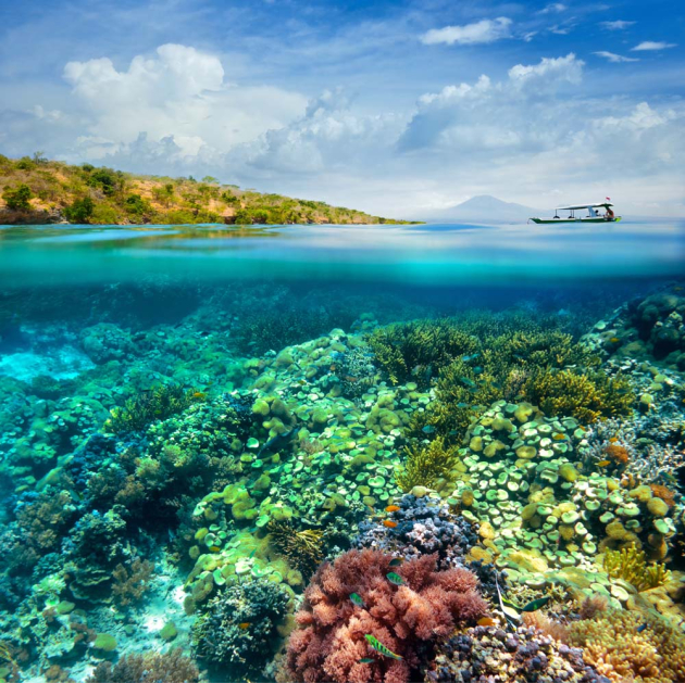 Коралловый риф в воде