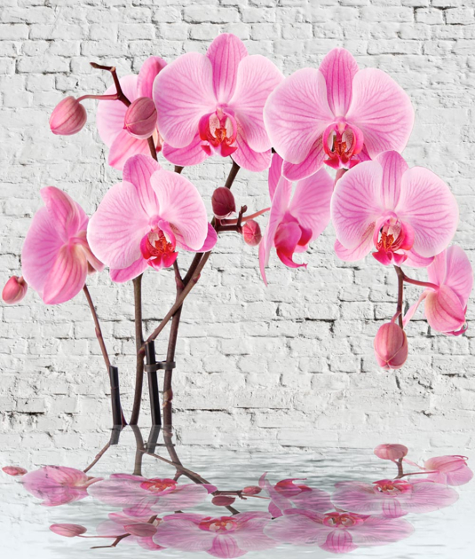 Орхидея на воде