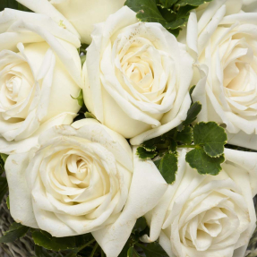 Белые розы