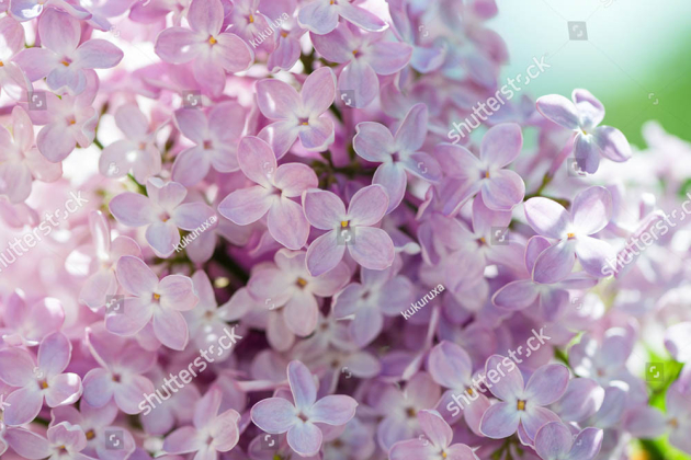 Цветы сирени