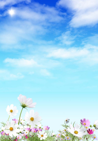 Ромашки в поле