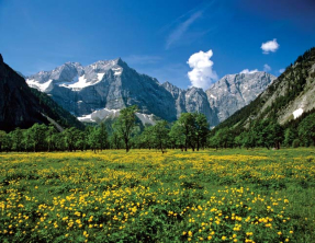 Цветочное поле в горах