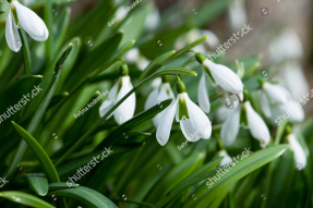 Подснежники