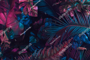 Темные тропики