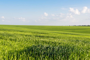 Поле пшеницы