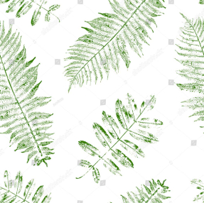 Листья папоротника