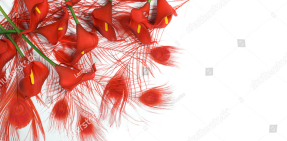 Красные каллы