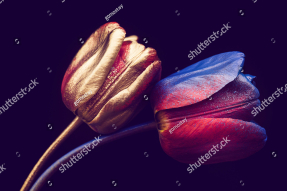 Роскошные тюльпаны