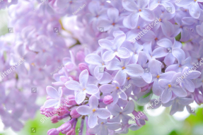 Цветущая сирень