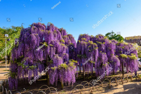 Дерево глицинии