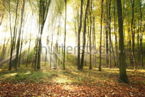 Осенний лес