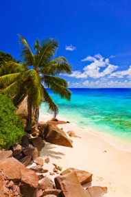 Пальма на берегу в камнях