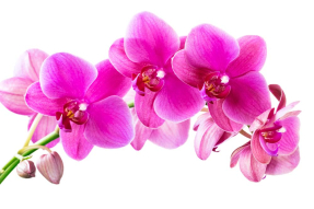 Орхидеи