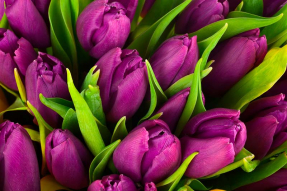 Лиловые тюльпаны