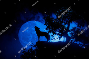 Волк в лесу