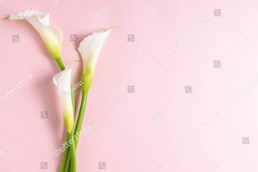 Нежные каллы