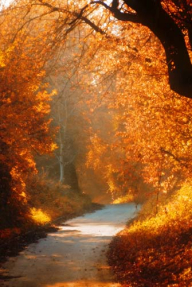 Тропинка в парке