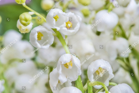 Цветущие ландыши