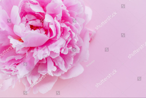 Розовый пион