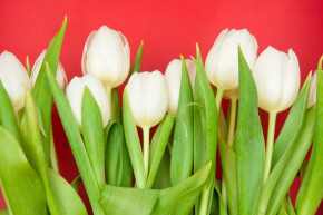 Картины Белые тюльпаны на красном фоне