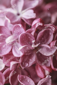 Розовая сирень