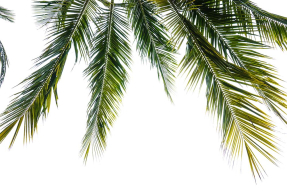 Листья пальмы