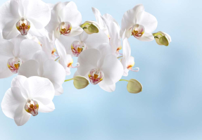 Белые орхидеи