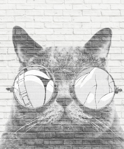 кот в очках
