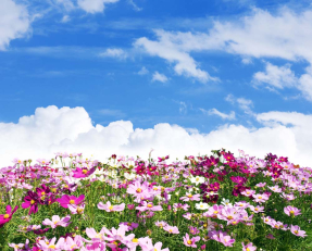 Поле цветов в горах