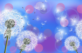 Цветные одуваны