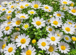 Ромашки