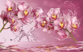 Орхидеи в воде