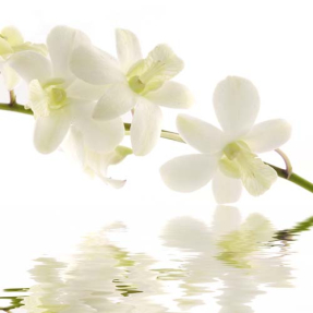 Орхидеи над водой