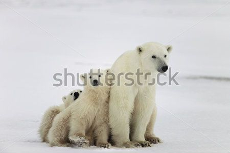 Білі ведмеді