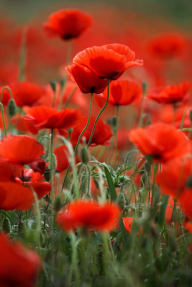 Маки в поле