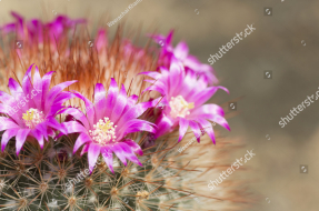 Цветущий кактус