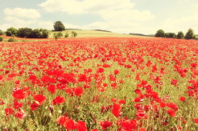 Маковое поле