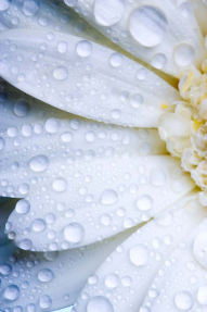 Роса на цветке