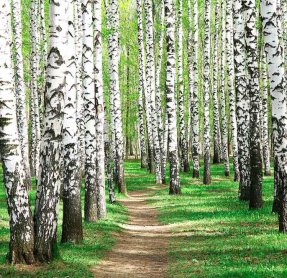Роща из берез