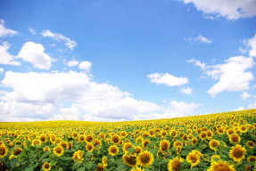 Подсолнухи