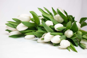 Белые тюльпаны