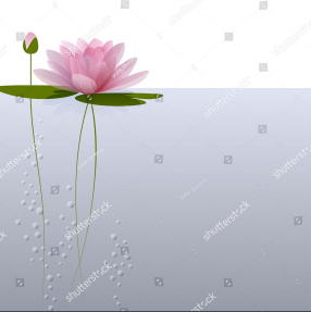 Кувшинка на воде