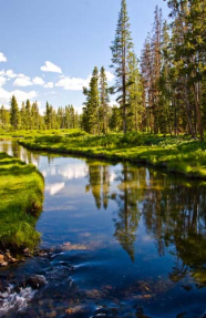 Хвойный лес на берегу реки