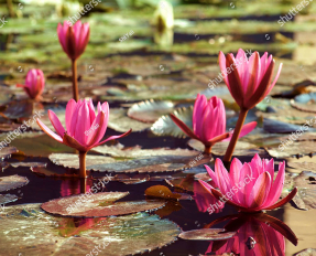 Водяные лилии