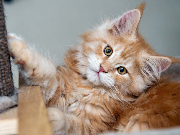 Котик