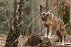 Волк в лесу