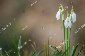 Весенние подснежники